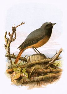 Redstart